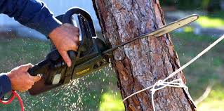 Best Hedge Trimming  in Mino Tassajara, CA