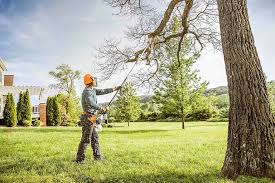 Trusted Camino Tassajara, CA Tree Care Experts