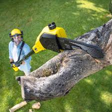 Best Root Management and Removal  in Mino Tassajara, CA