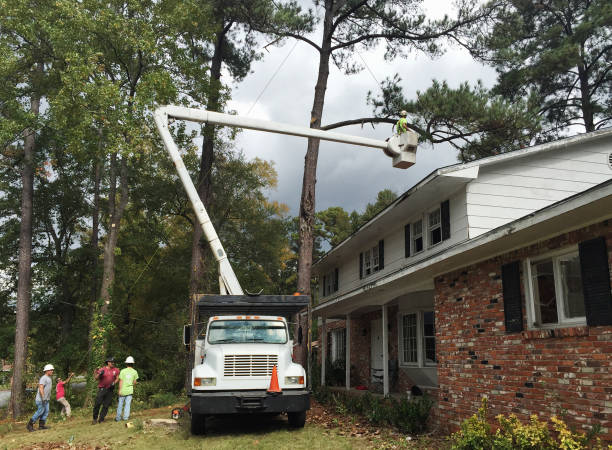 Best Tree Maintenance Programs  in Mino Tassajara, CA