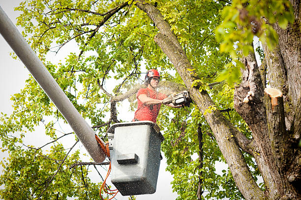 How Our Tree Care Process Works  in  Camino Tassajara, CA
