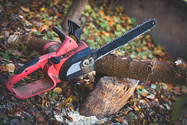 Best Tree Cabling and Bracing  in Mino Tassajara, CA